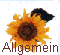 Allgemein